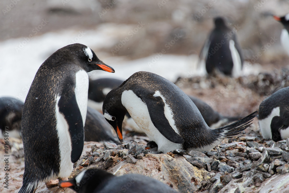 Fototapeta premium Gentoo penguin with chicks in nest