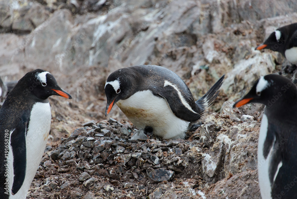 Fototapeta premium Gentoo penguin with chicks in nest