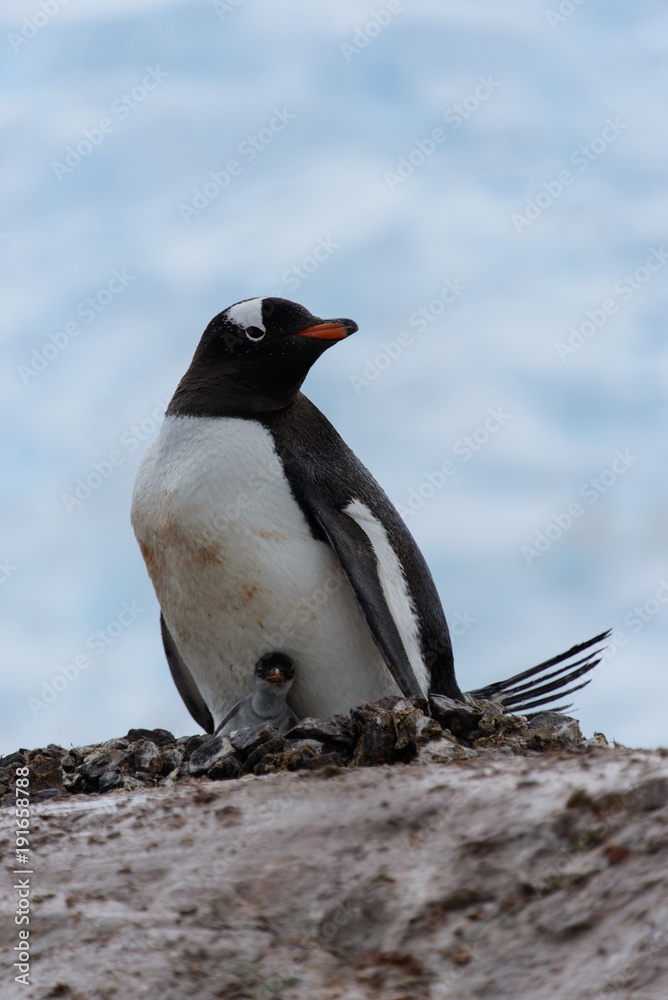 Fototapeta premium Gentoo penguin with chicks in nest