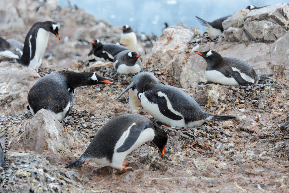 Fototapeta premium Gentoo penguins