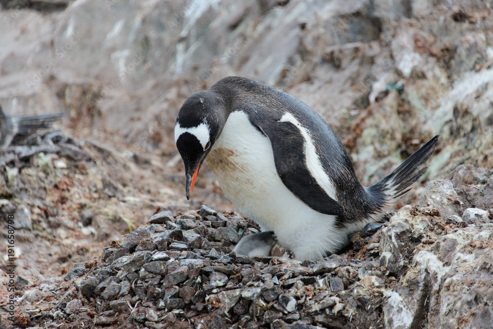 Fototapeta premium Gentoo penguin with chicks in nest