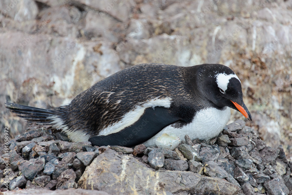 Fototapeta premium Gentoo penguin with chicks in nest