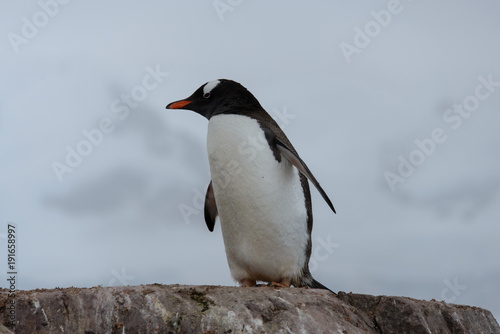 Gentoo penguin on rock