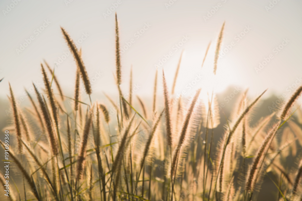 Grass flowers sunrises blur for background in summer season. Grass flowers sunrises blur for background in summer season.