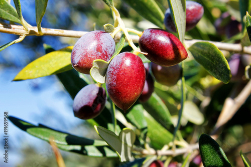 Obraz na plátně Koroneiki olives, olive grove in Kalamata, Peloponnese, Greece.