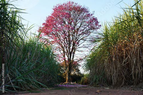 Sugarcane Tree (ID: 191659998)