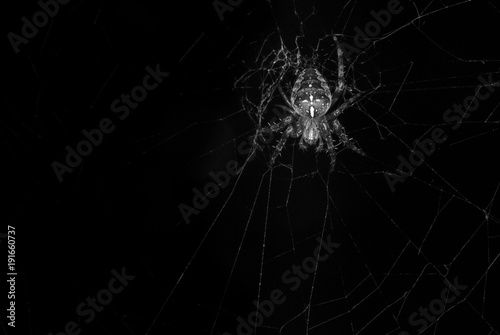 European Garden Spider / A Lowkey image of the European Garden Spider, Araneus diadematus on it's web. 21 August 2010