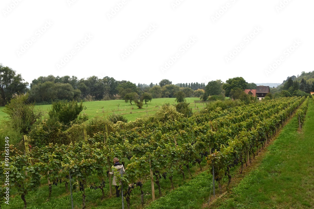 Weinanbau an der Saale-Unstrut