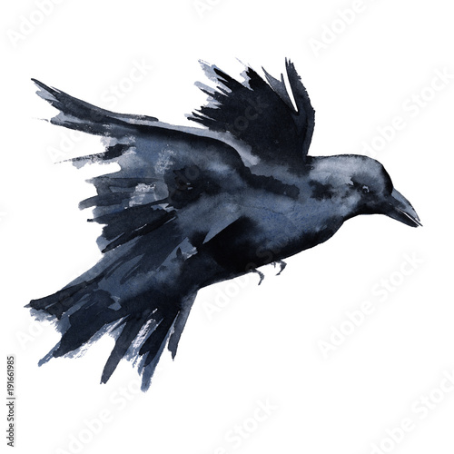 Black Raven. Isolated on white background. 