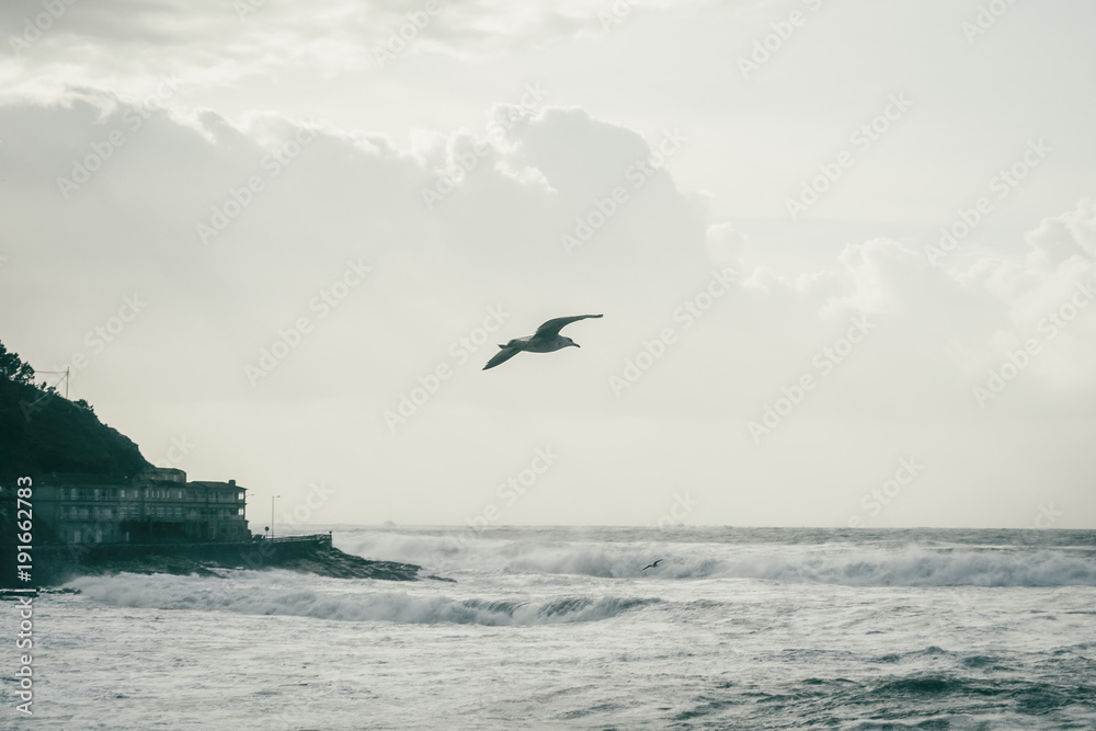 Seagull flying on the coast of Baiona, Galicia Spain