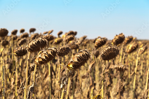 Fototapeta Naklejka Na Ścianę i Meble -  Agricultural field of dry ripe sunflower ready for harvest