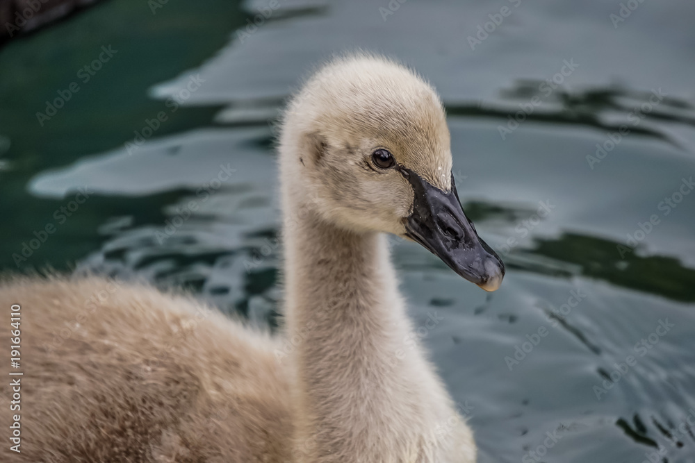fluffy Swan chick on the background of the water surface. fluffy Swan chick on the background of the water surface.
