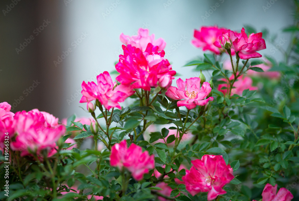 pink rose flowers in the garden pink rose flowers in the garden