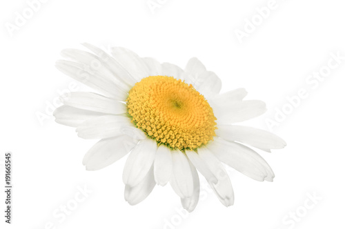 White isolated chamomile flower