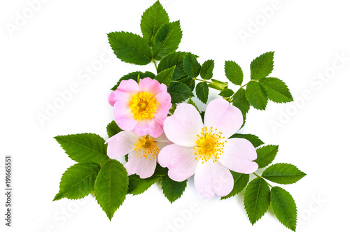 Pink wild rose or dog rose flowers with green leaves. Over white background