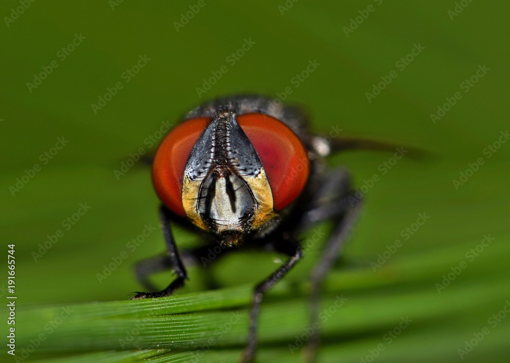 Front view macro of a small housefly, showing off its bright red compound eyes against a soft green background. Front view macro of a small housefly, showing off its bright red compound eyes against a soft green background.