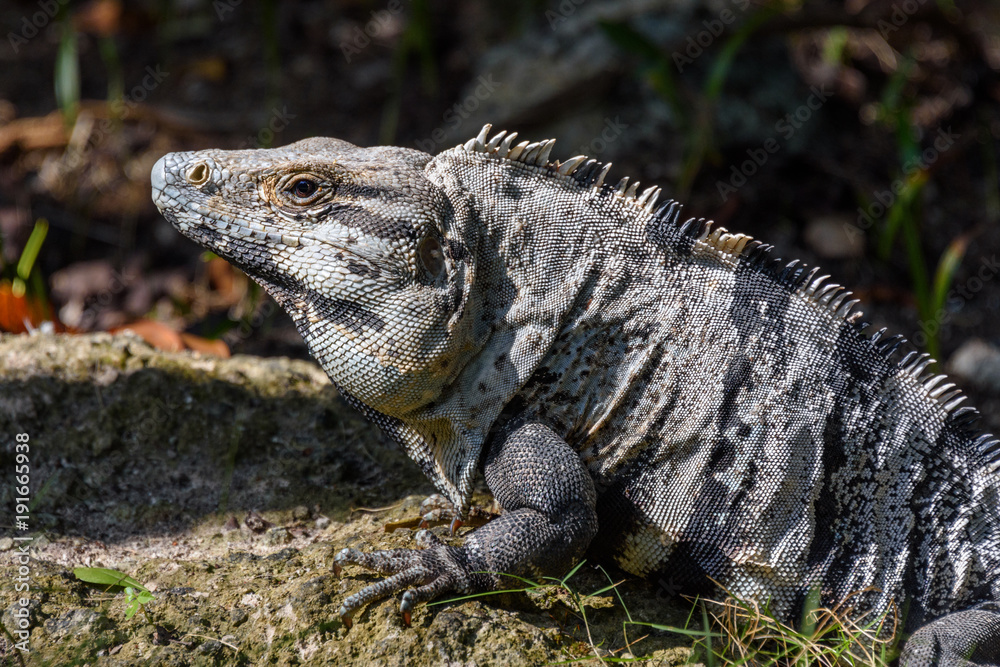 Iguana in the wild, closeup. Black spiny-tailed iguana, Black iguana, or Black ctenosaur. Tropical jungle in Mexico Iguana in the wild, closeup. Black spiny-tailed iguana, Black iguana, or Black ctenosaur. Tropical jungle in Mexico