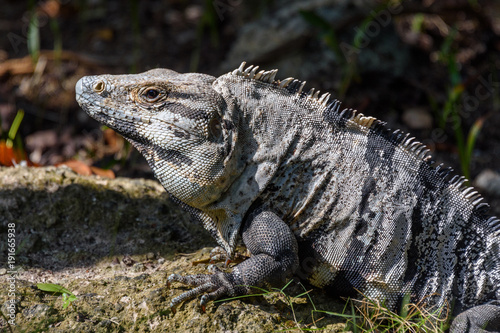 Iguana in the wild  closeup. Black spiny-tailed iguana  Black iguana  or Black ctenosaur. Tropical jungle in Mexico