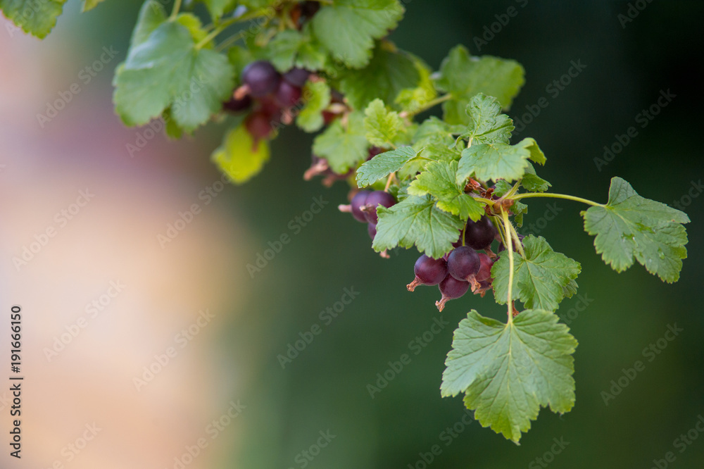 Close view of a branch with leaves and black currant berries. Shallow depth of field Close view of a branch with leaves and black currant berries. Shallow depth of field