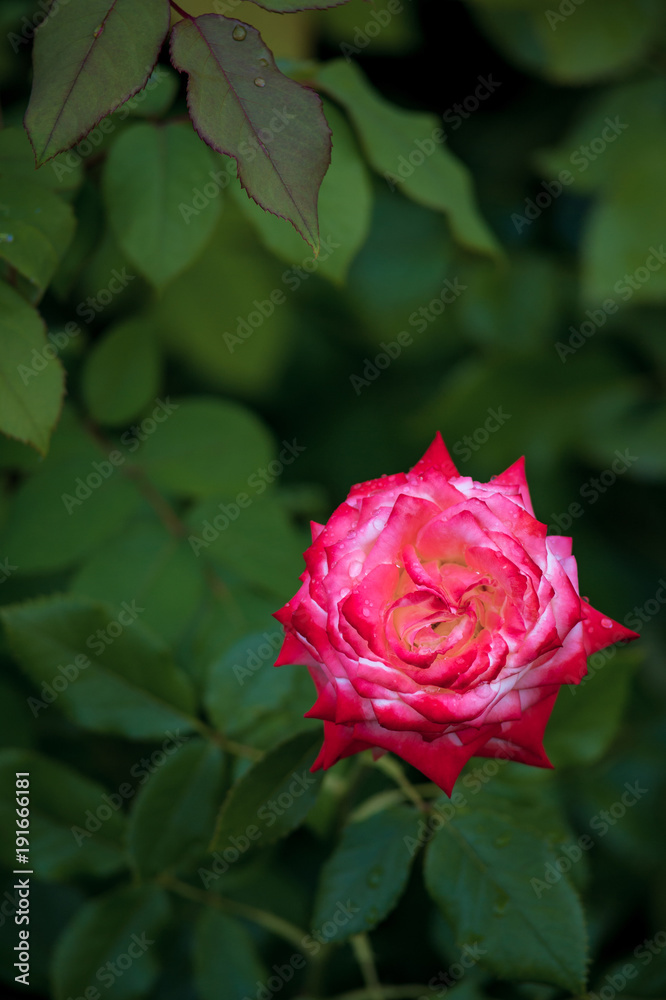 red and white rose flower with green leaves red and white rose flower with green leaves