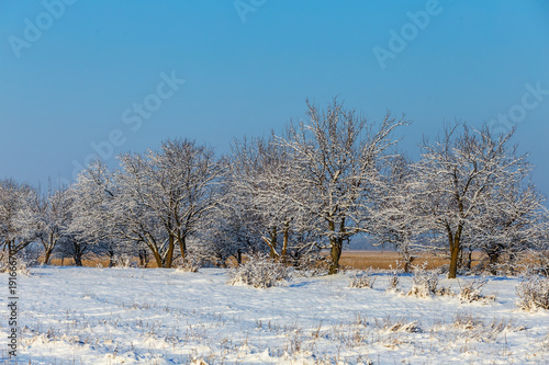 snowbound small grove among a winter plains © Yuriy Kulik