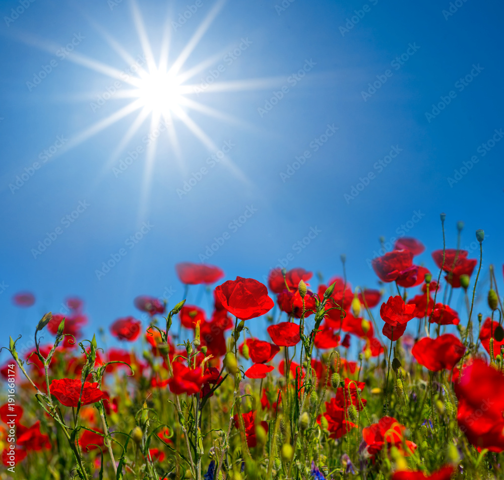 Fototapeta premium beautiful red poppy field under a sparkle sun