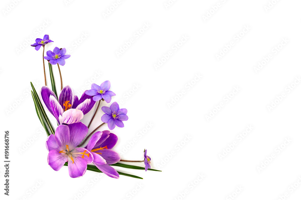 Violet crocuses (Crocus vernus) and flowers hepatica (liverleaf or liverwort) on a white background with space for text. Top view, flat lay.