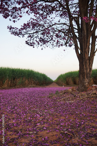 Purple Tree (ID: 191669158)