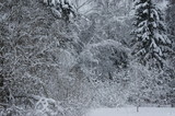 Beatiful winter forest in Russia