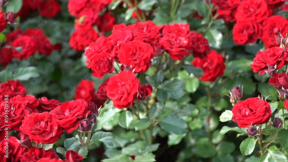 Red Roses on a flowerbed in the spring park Red Roses on a flowerbed in the spring park