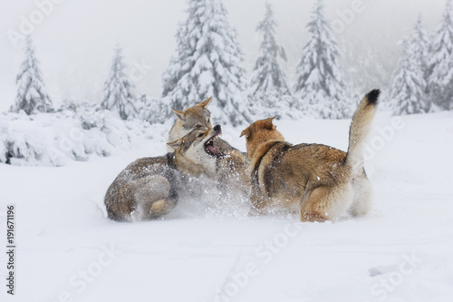 Wolf in fresh snow © johny87