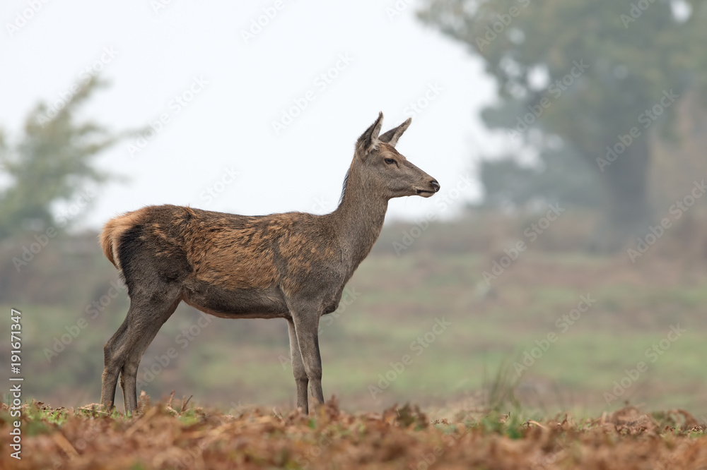 Red Deer Hind (Cervus elaphus)/Red Deer Hind at the edge of a forest on a misty morning Red Deer Hind (Cervus elaphus)/Red Deer Hind at the edge of a forest on a misty morning