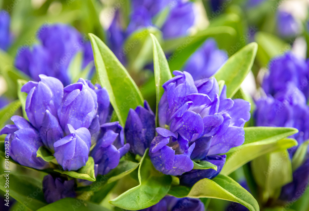 clustered gentian (Gentiana triflora) is a tall, flowering perennial plant in the genus Gentiana native to higher-elevation (600–1000 m) meadows and forests of China.Closeup of purple wildflowers clustered gentian (Gentiana triflora) is a tall, flowering perennial plant in the genus Gentiana native to higher-elevation (600–1000 m) meadows and forests of China.Closeup of purple wildflowers