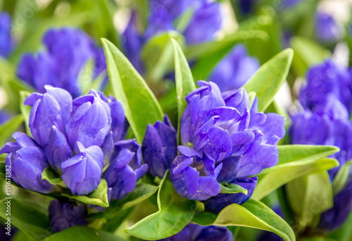 Fototapeta Naklejka Na Ścianę i Meble -  clustered gentian (Gentiana triflora) is a tall, flowering perennial plant in the genus Gentiana native to higher-elevation (600–1000 m) meadows and forests of China.Closeup of purple wildflowers