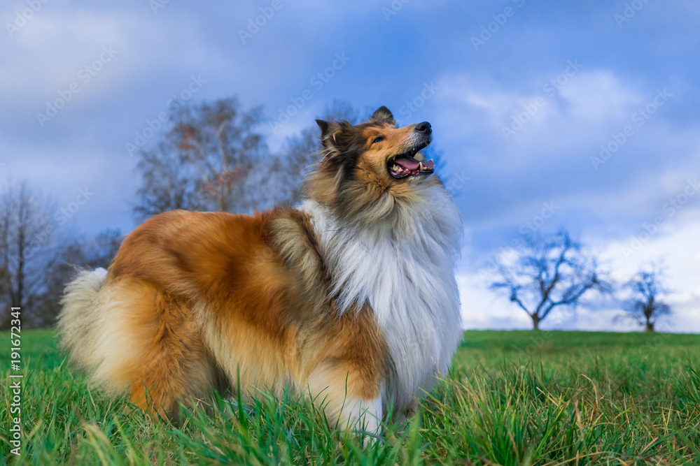 Beautiful rough collie waiting and standing at a meadow, bright sunny day