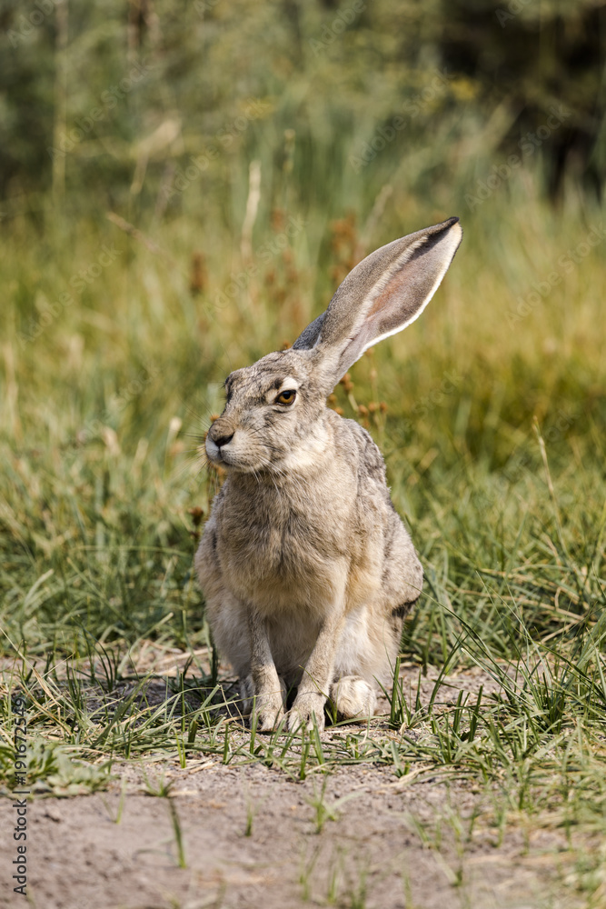 Fototapeta premium A gray hare in the California bush 