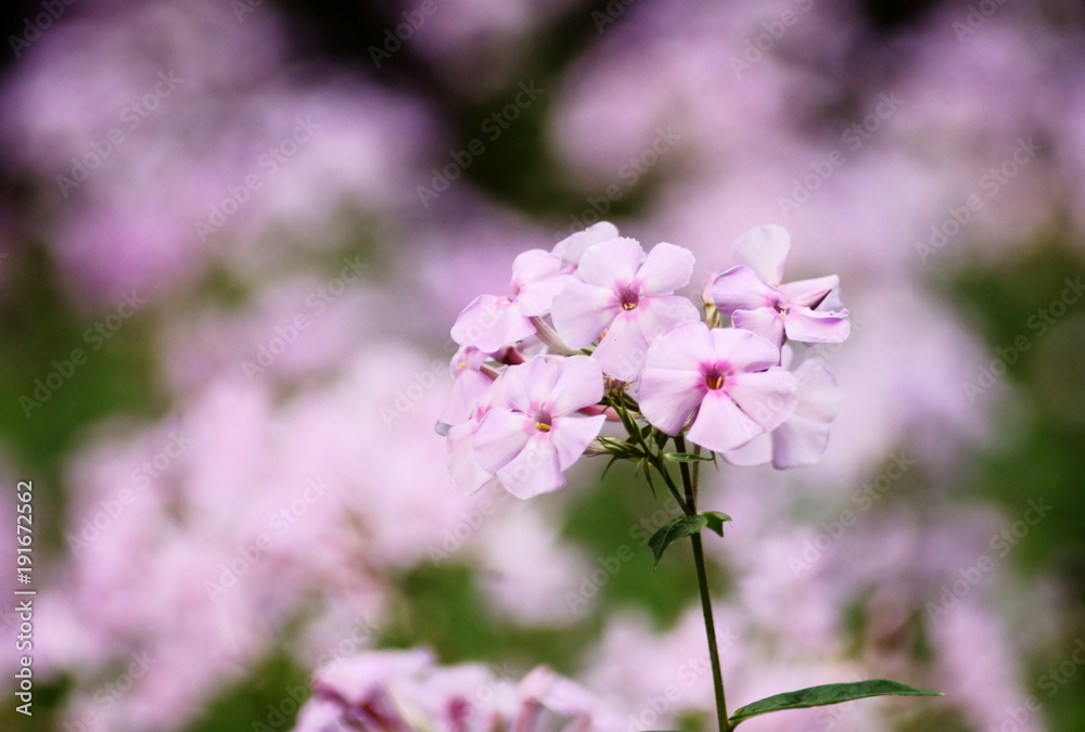 Pink Phlox paniculata flower