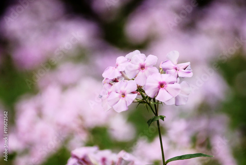 Obraz na płótnie Pink Phlox paniculata flower w salonie