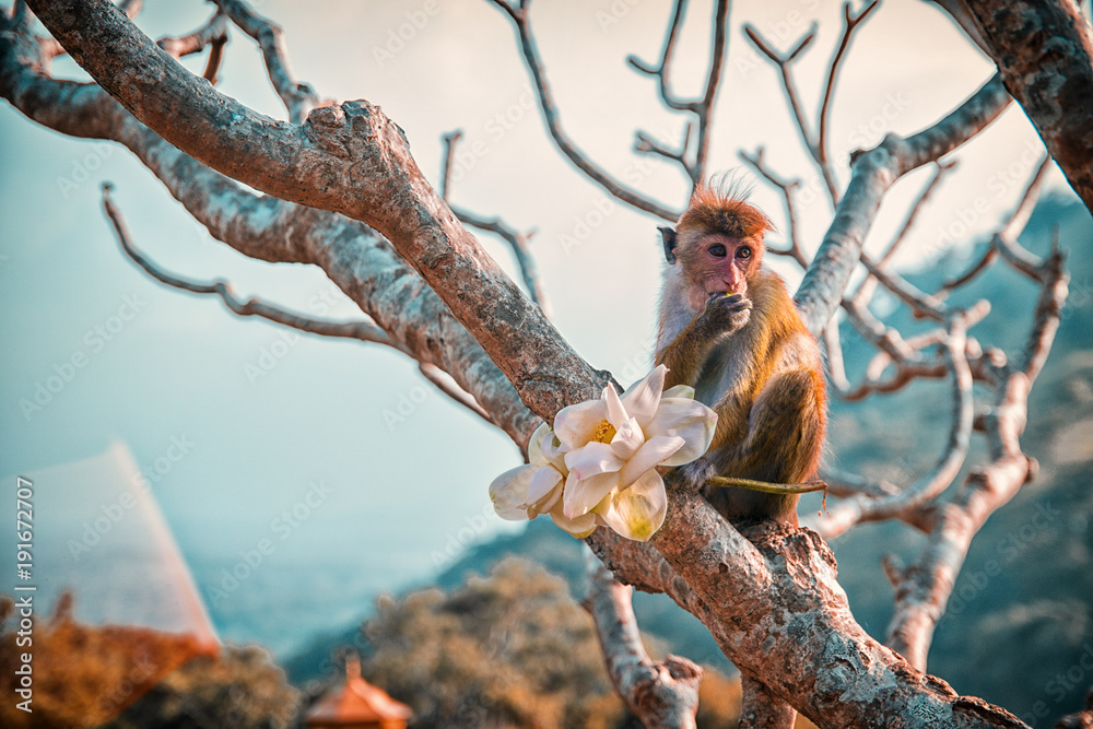 Obraz premium Little monkey