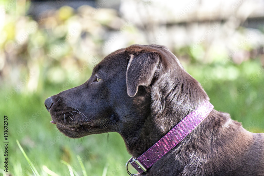 Labrador chocolat dans le jardin Labrador chocolat dans le jardin