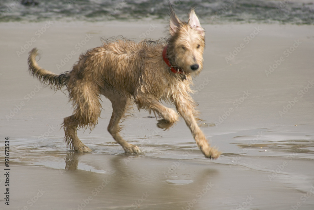 Pet Lurcher puppy dog bitch playing on beach Pet Lurcher puppy dog bitch playing on beach