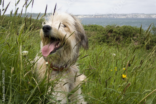 Shaggy dog resting in a grass field during a coastal counryside walk