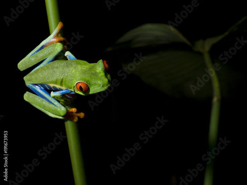 Red-Eyed Treefrog (Agalychnis callidryas)