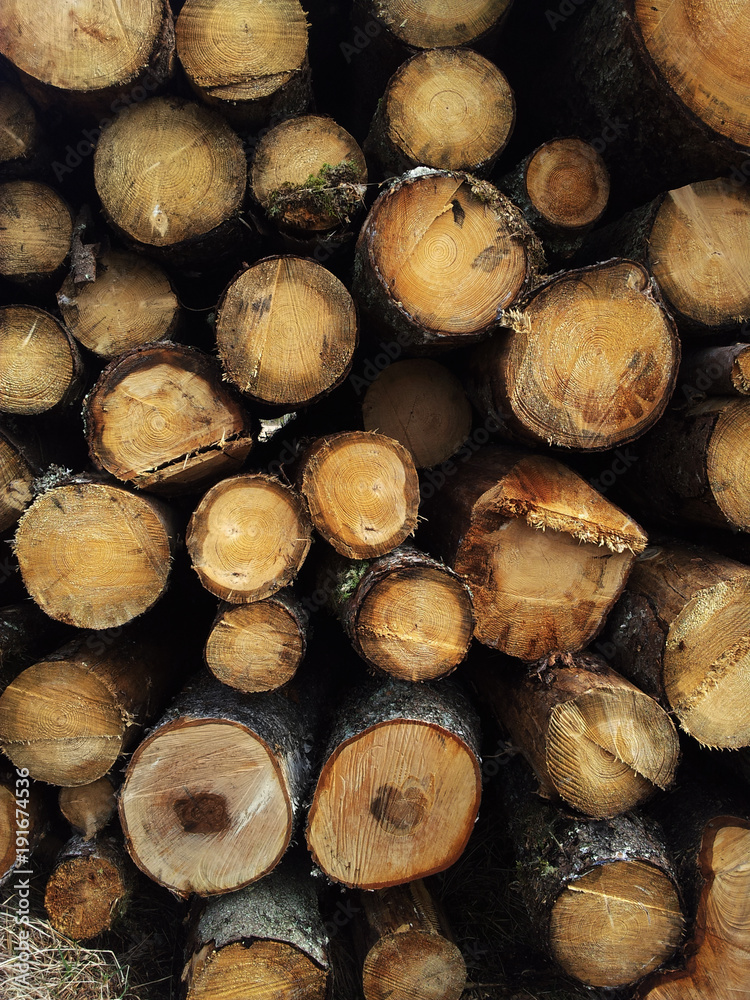 A pile of felled trees on the ground A pile of felled trees on the ground
