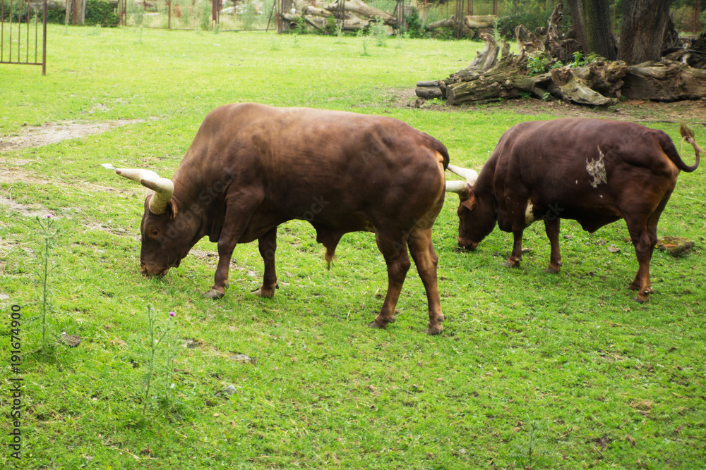 Two big bulls on field eat grass
