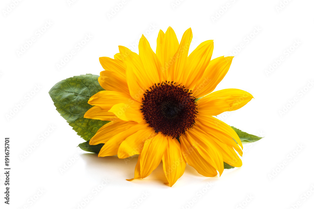 Naklejka premium Sunflower with leaves.