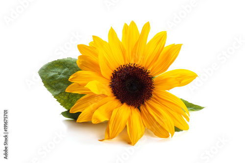 Sunflower with leaves.