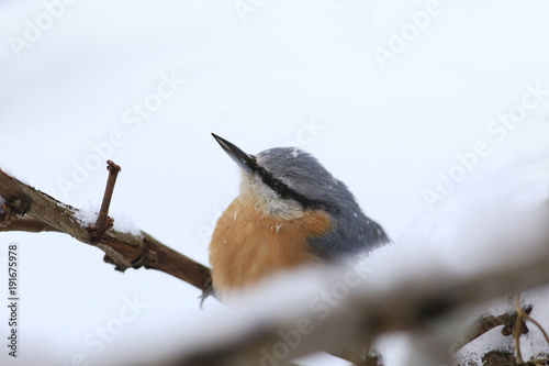 Nuthatch sits on a snow-covered vineyard ....