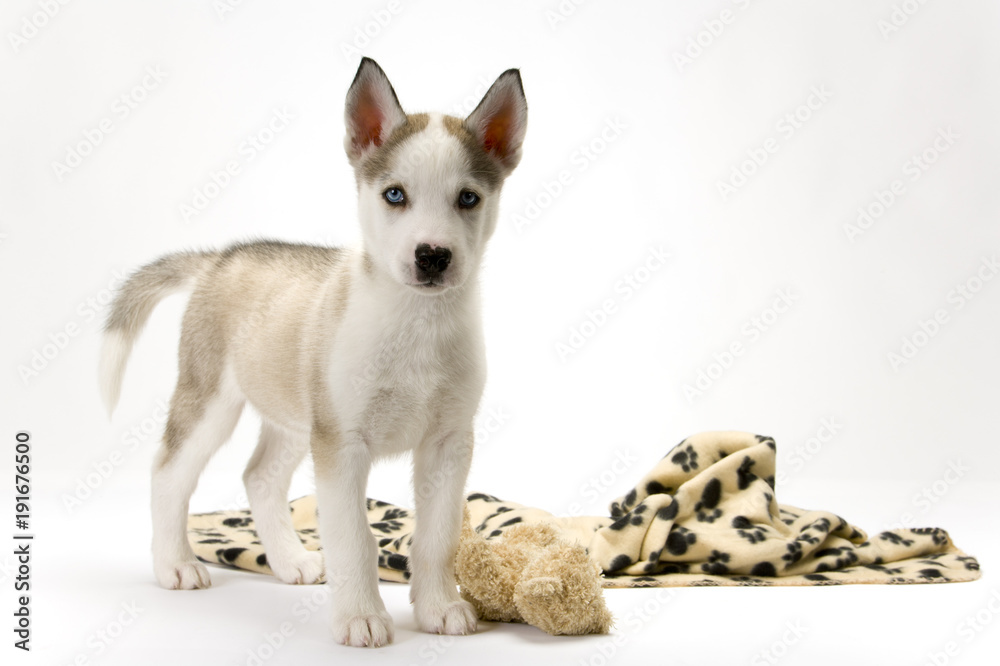 Fluffy young Husky dog puppy with piercing blue eyes poses near his blanket