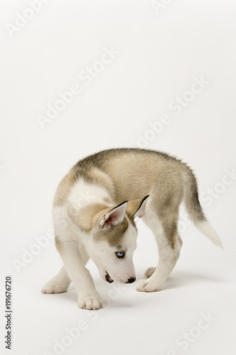 Fluffy young Husky dog puppy with piercing blue eyes stalks off